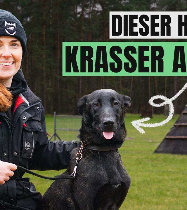 Ausbildung zum Polizeihund: Malou auf Mission