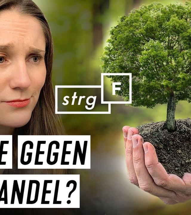 Bäume gegen Klimawandel: Was steckt hinter den Versprechen? - STRG_F