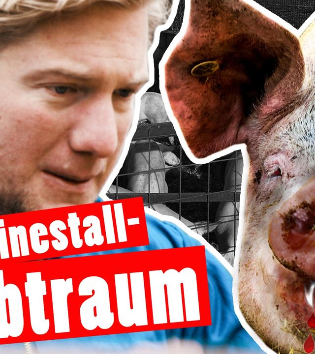 Bestrafung: Marc kriegt Panik im Schweinestall -- Das schaffst du nie!