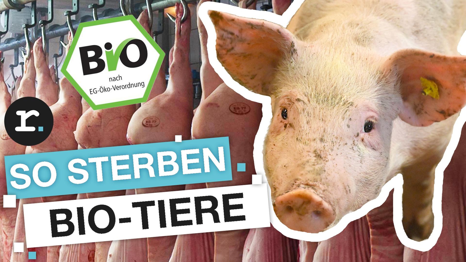 Bio-Schlachtung: weniger Leid fürs Fleisch? - reporter