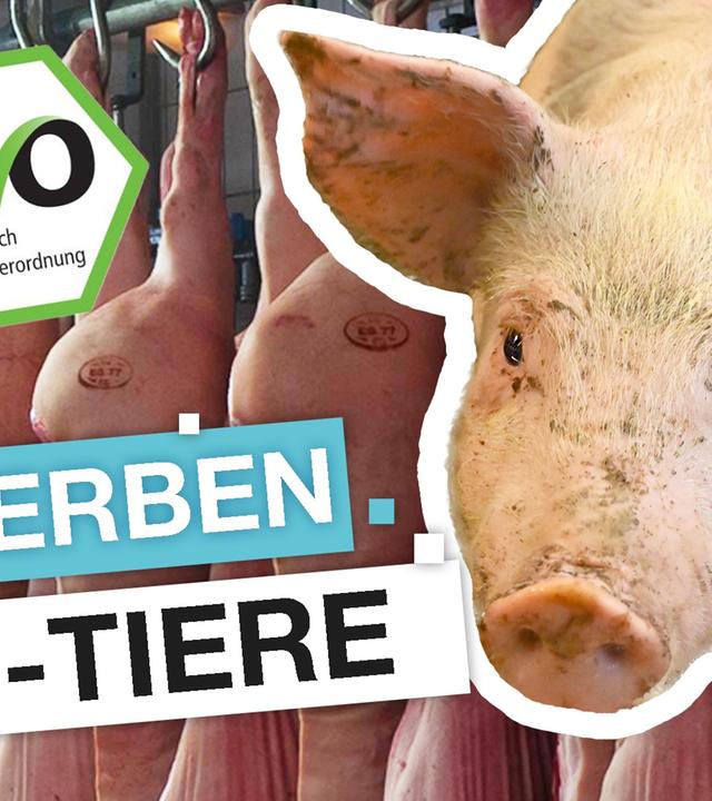 Bio-Schlachtung: weniger Leid fürs Fleisch? - reporter