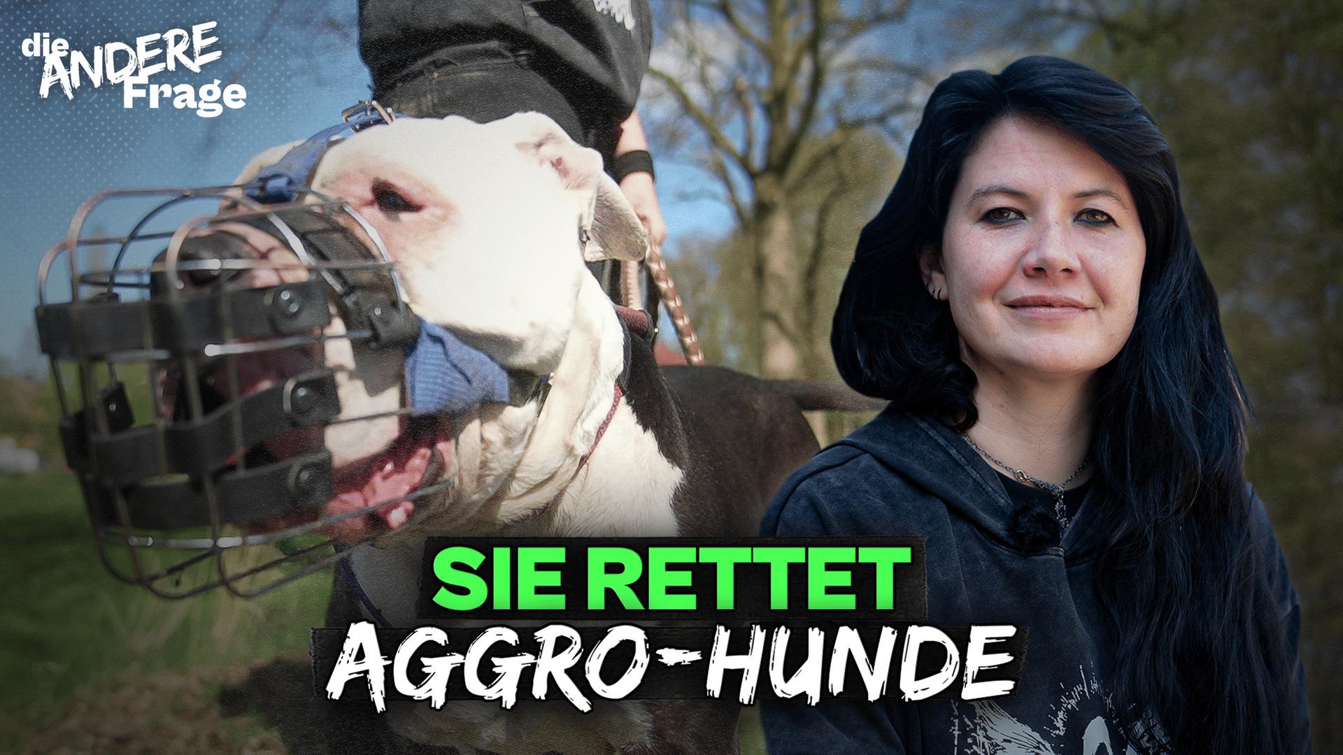 Bissige Listenhunde: Sind sie das Problem oder ihre Besitzer?