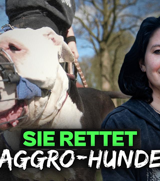 Bissige Listenhunde: Sind sie das Problem oder ihre Besitzer?