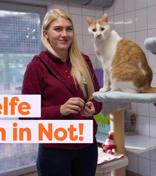 Corona und Inflation: Tierheime in der Krise