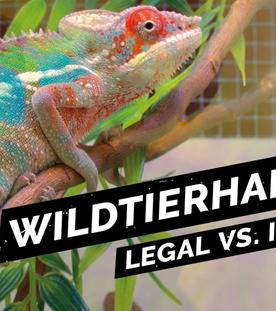 Das Geschäft mit exotische Tieren – Was ist erlaubt?