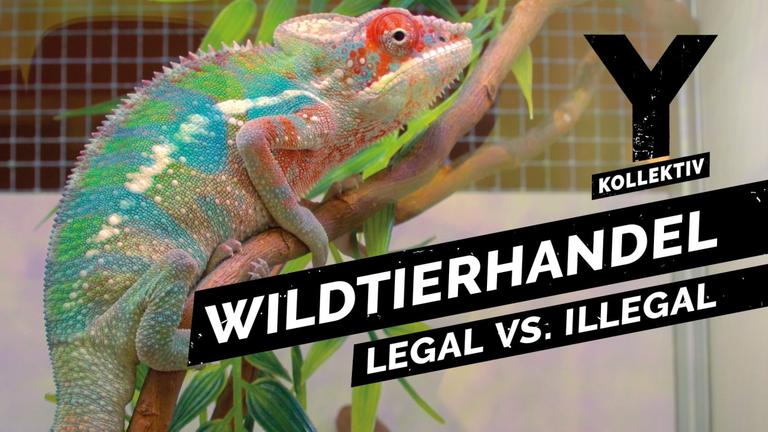 Das Geschäft mit exotische Tieren – Was ist erlaubt?