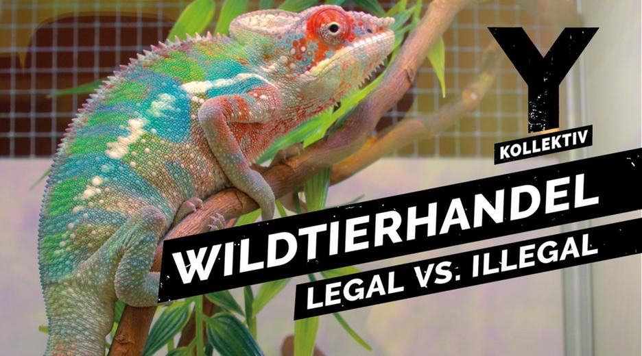 Das Geschäft mit exotische Tieren – Was ist erlaubt?