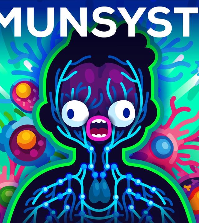 Das Immunsystem erklärt