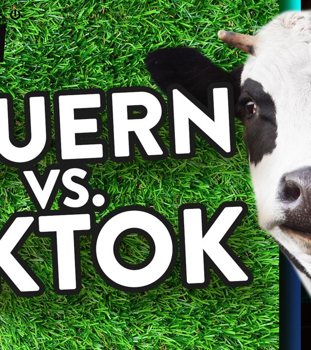 Deppen belästigen Kühe für Klicks, Bauern schlagen zurück - WALULIS DAILY