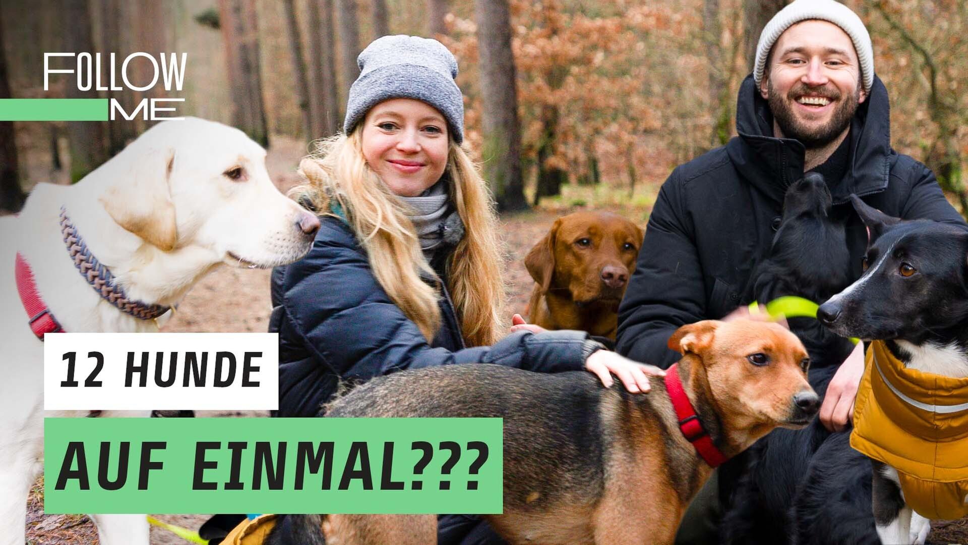 Der Hunde-Profi: Gassi gehen als Beruf