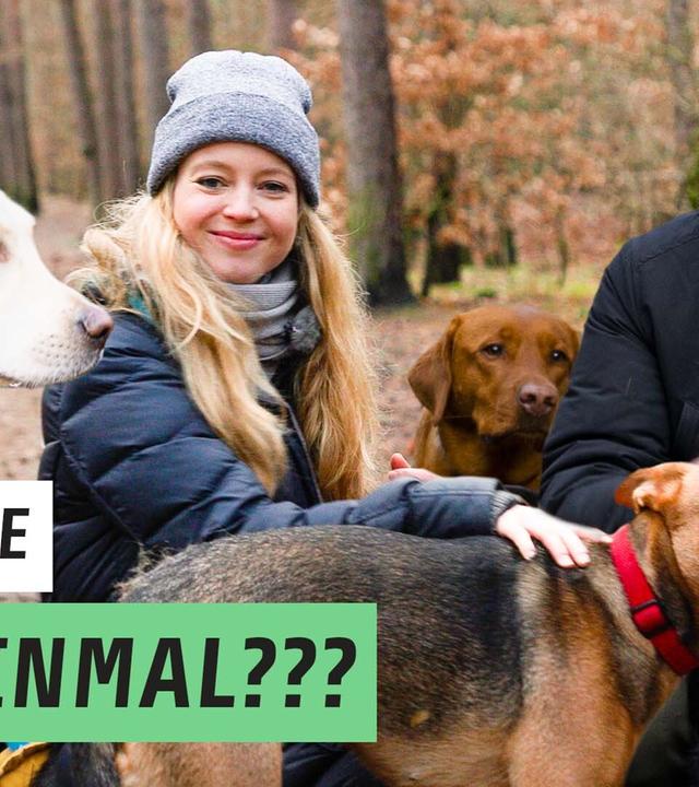 Der Hunde-Profi: Gassi gehen als Beruf