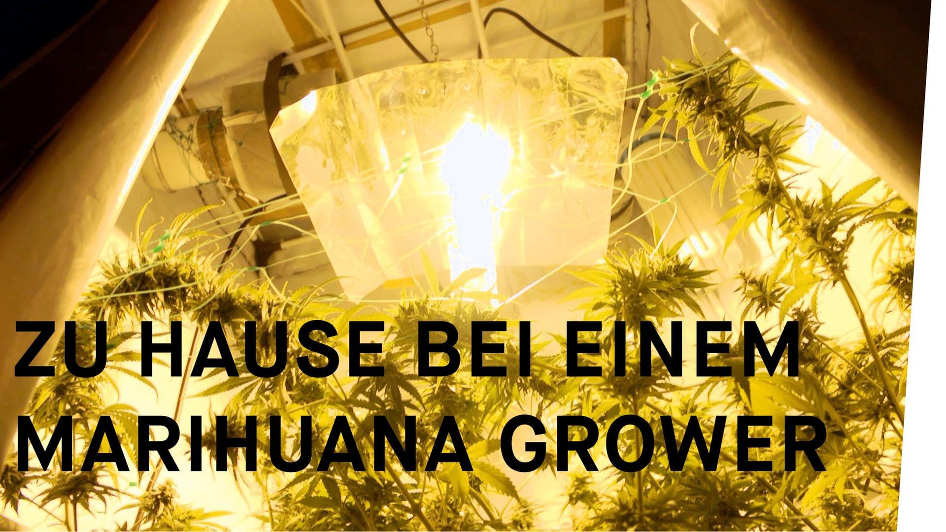 Der Marihuana-Grower (Warum ist Kiffen noch nicht legal? Teil 1)