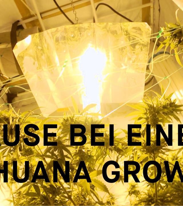 Der Marihuana-Grower (Warum ist Kiffen noch nicht legal? Teil 1)