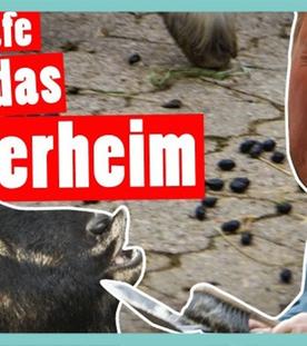 DGS - XXL-Bestrafung: 1 Tag im Tierheim – 72 Sozialstunden für Marc - Das schaffst du nie!