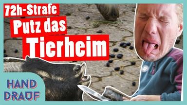 DGS - XXL-Bestrafung: 1 Tag im Tierheim – 72 Sozialstunden für Marc - Das schaffst du nie!