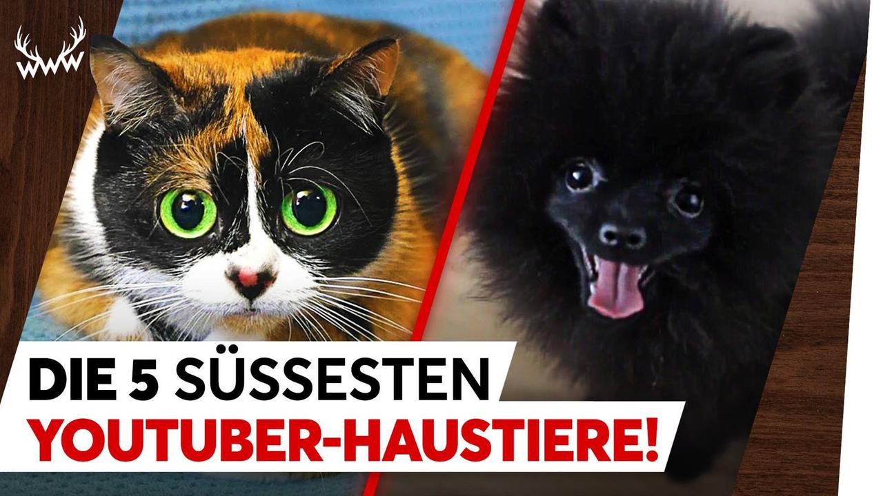 Die 5 süssesten YouTuber-Haustiere! - TOP 5