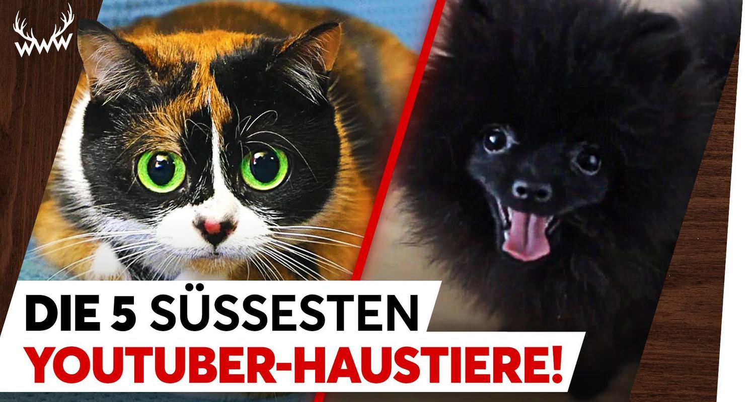 Die 5 süssesten YouTuber-Haustiere! - TOP 5