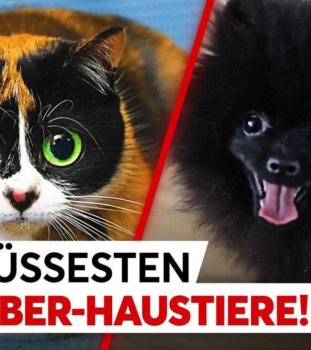 Die 5 süssesten YouTuber-Haustiere! - TOP 5