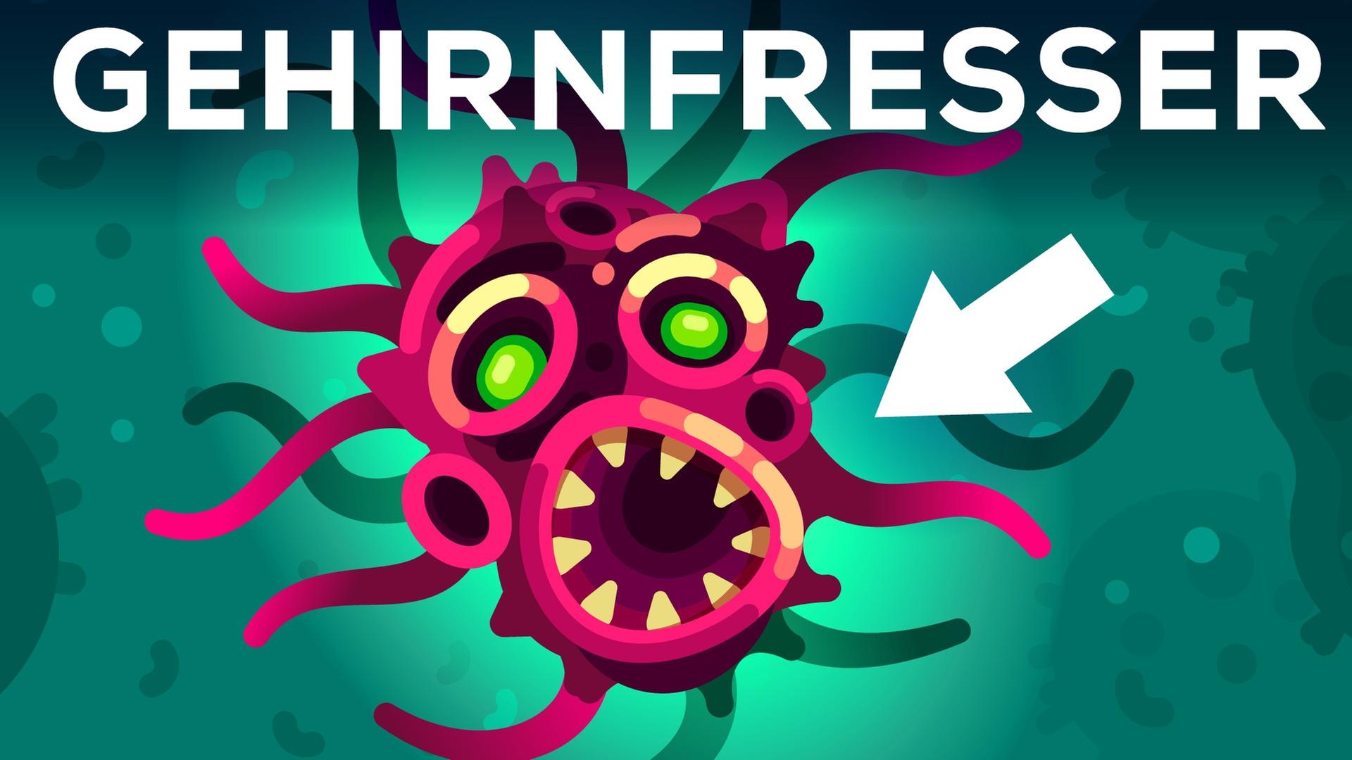 Diese Amöbe frisst dein Gehirn (und sie ist überall)