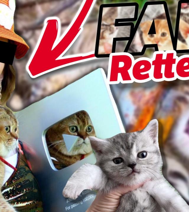 Diese Katzenbabys werden NICHT gerettet! Das miese Geschäft mit FAKE-Rettungen bei YouTube.