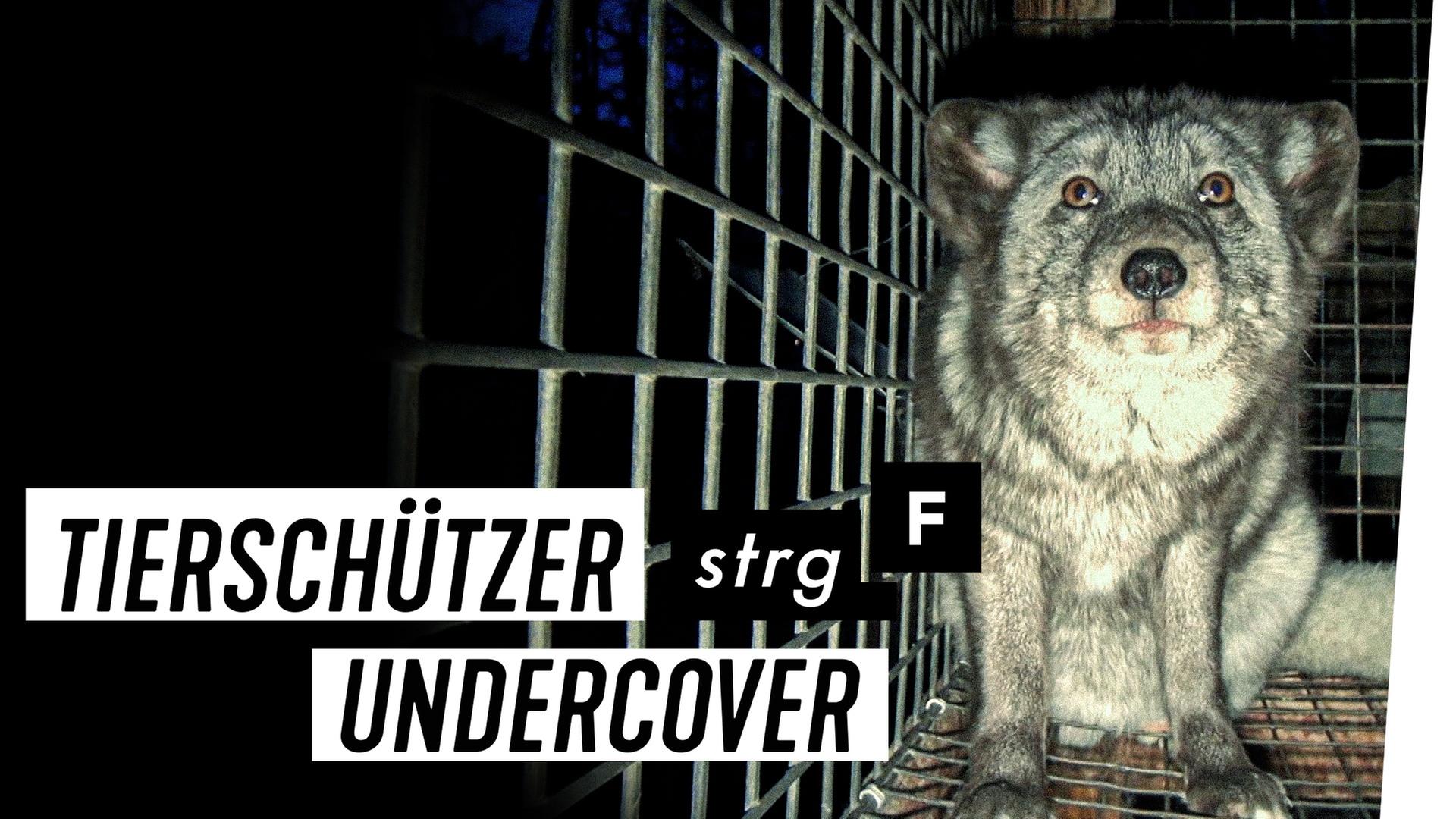 Echtpelz: Das Geschäft mit den Tieren - STRG_F