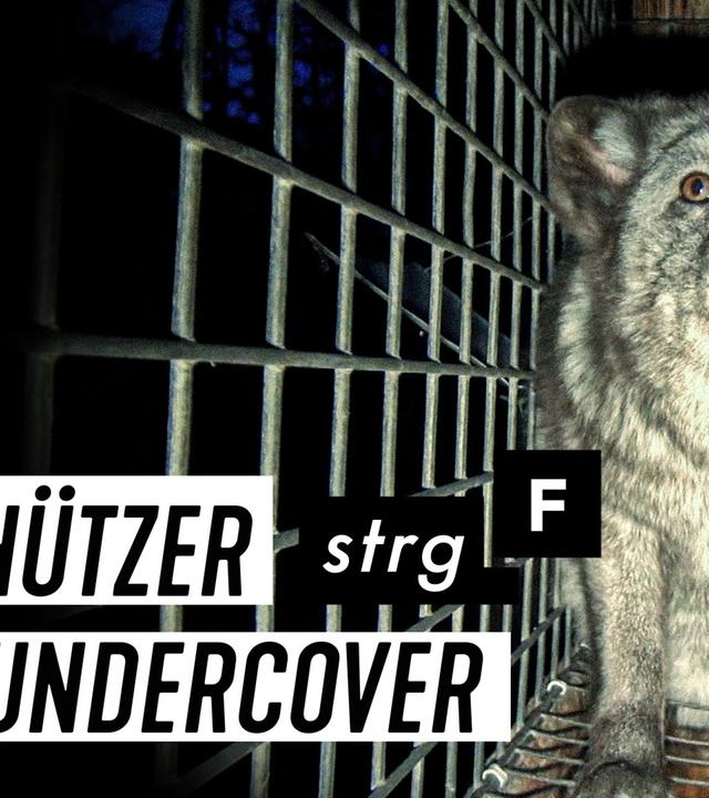 Echtpelz: Das Geschäft mit den Tieren - STRG_F