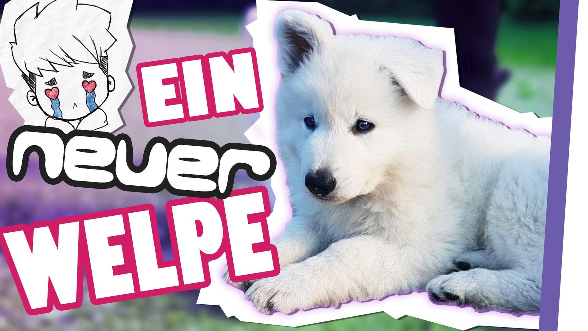 Ein neuer WELPE ? (Ivys Schwester )