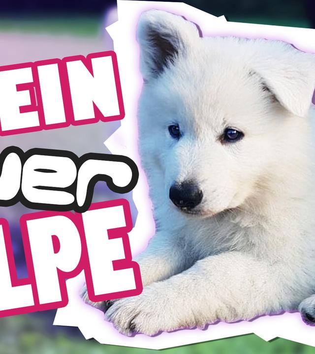 Ein neuer WELPE ? (Ivys Schwester )