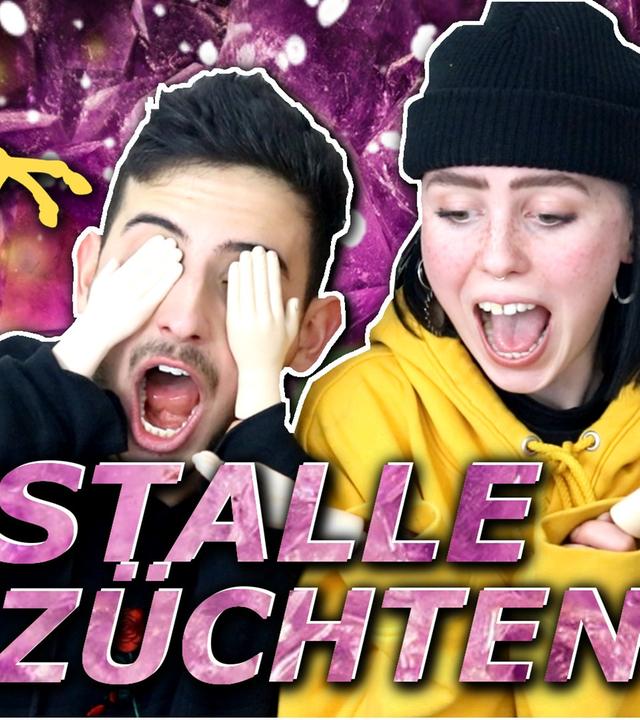 Einhorn Kristalle Zuhause züchten! - BECCTIVITY mit Dimxoo