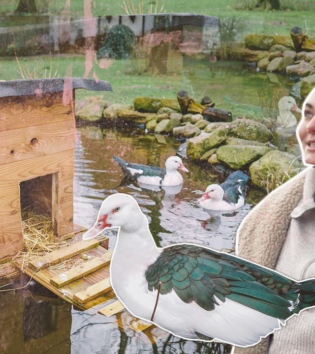 Entenhaus bauen mit Einzug! Neue Bewohner bei Fynn und Franzi