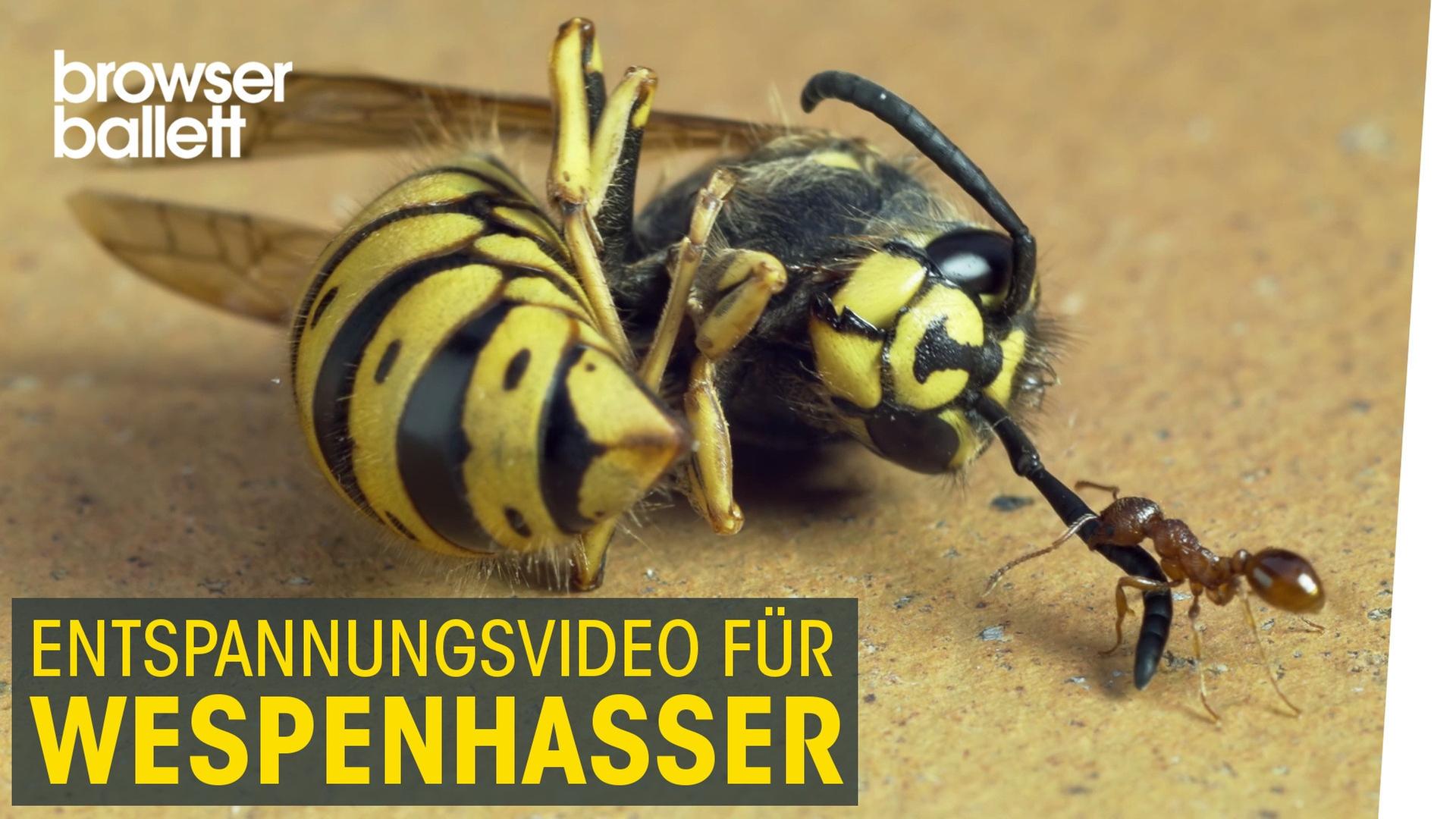 Entspannungsvideo für Wespenhasser