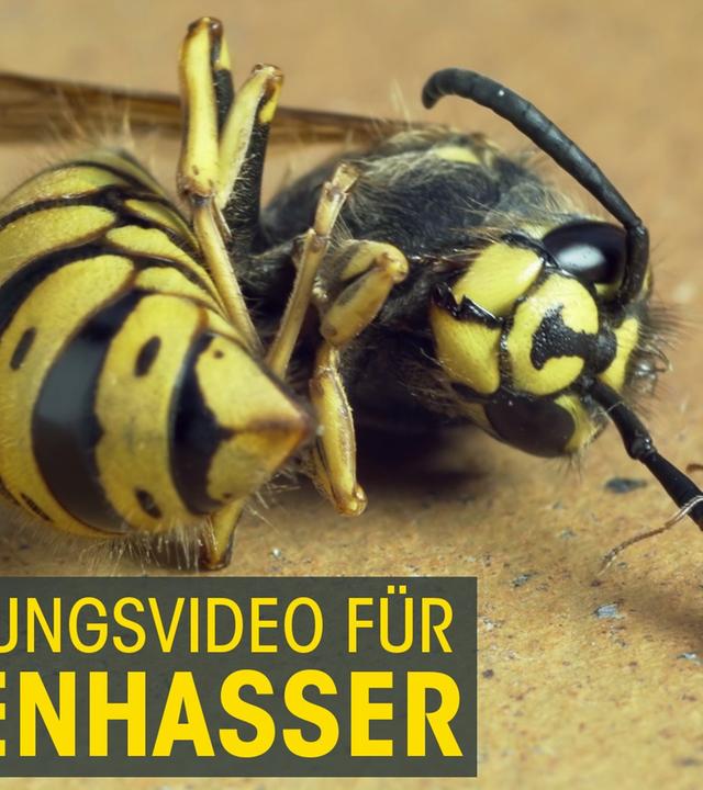 Entspannungsvideo für Wespenhasser