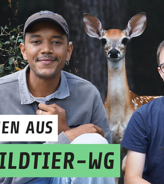 Er wohnt mit Rehbabys unter einem Dach