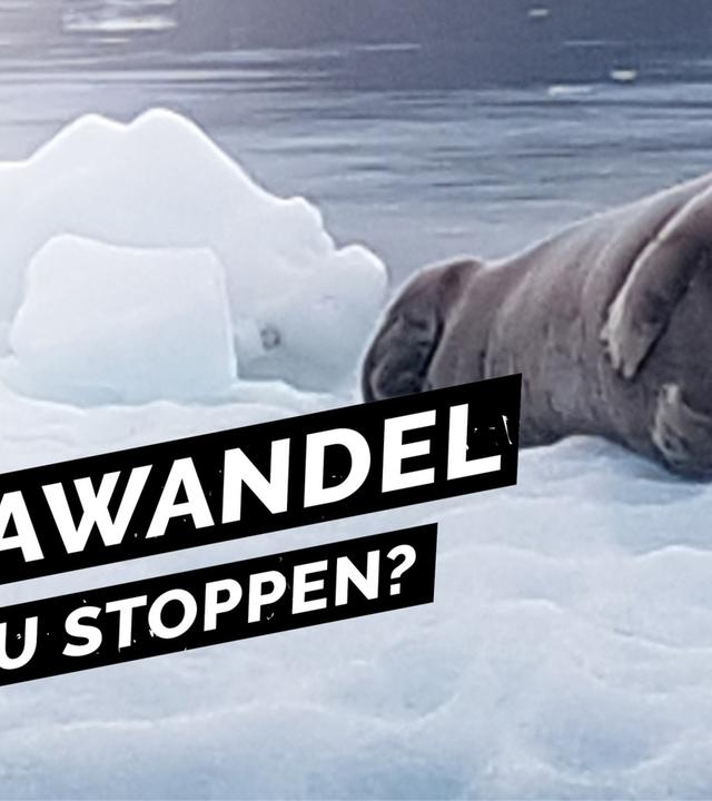 Expedition Arktis - Klimaforschung im nördlichsten Dorf der Welt