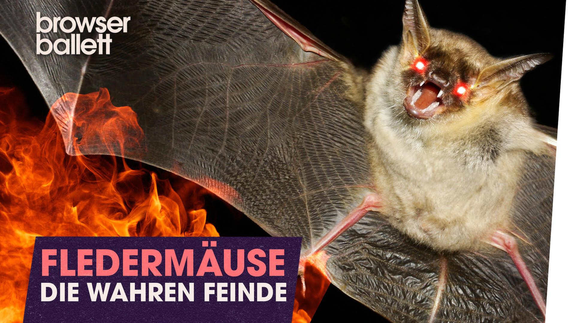 Fledermäuse: Die wahren Feinde