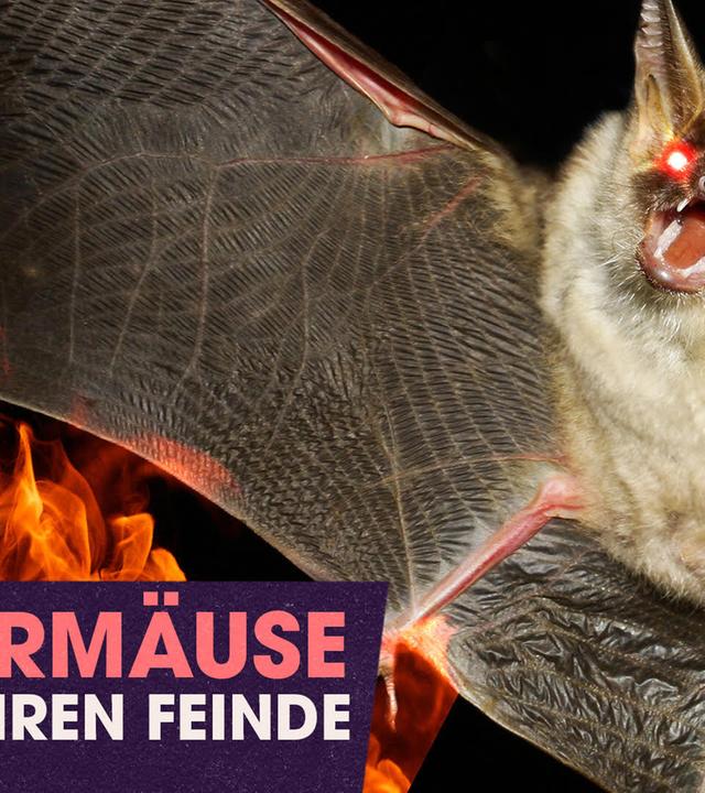 Fledermäuse: Die wahren Feinde