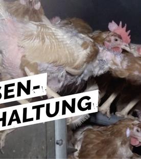 Fleisch - Massentierhaltung schmeckt!