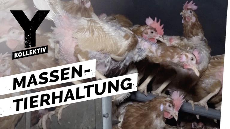 Fleisch - Massentierhaltung schmeckt!