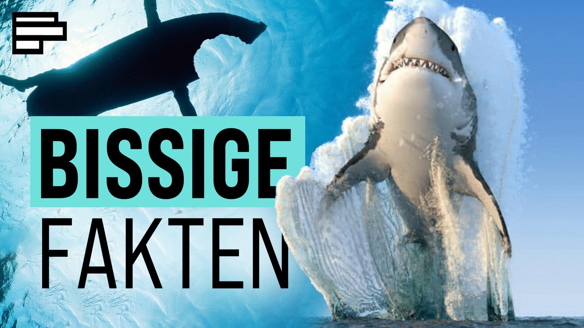 Hai Attacken - So viel Wahrheit steckt im Mythos
