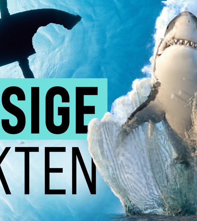 Hai Attacken - So viel Wahrheit steckt im Mythos