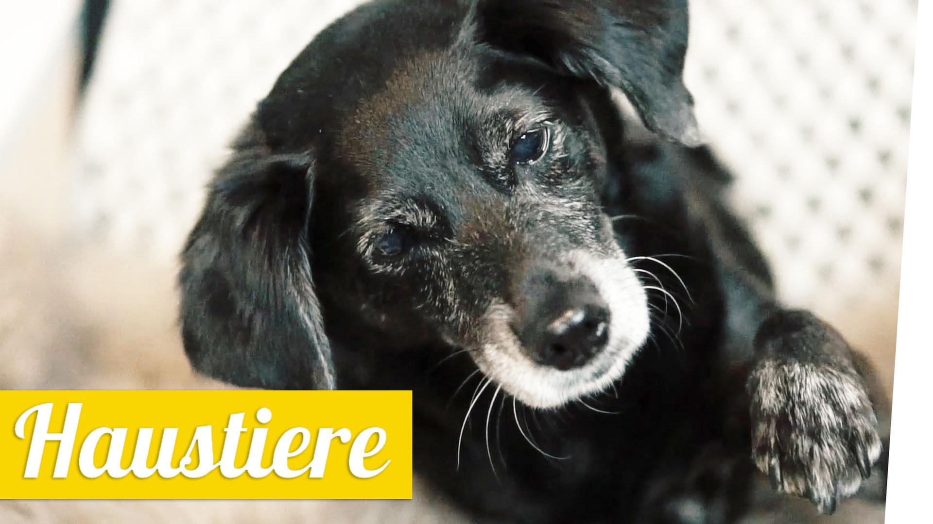 Haustiere -  Kopfstimme