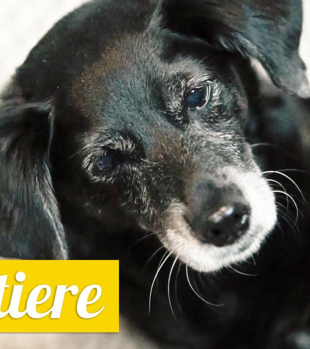 Haustiere -  Kopfstimme