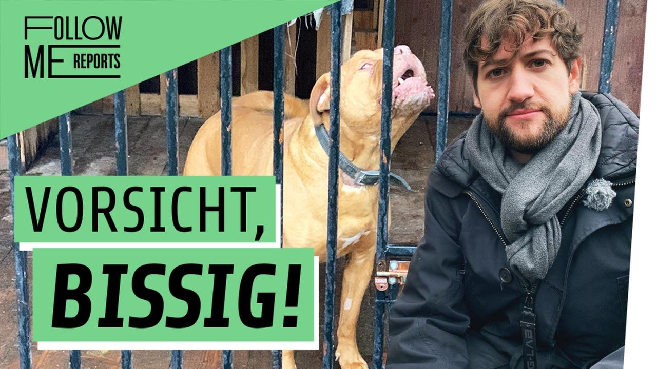 Hunde aus der Hölle - Letzte Chance Gnadenhof