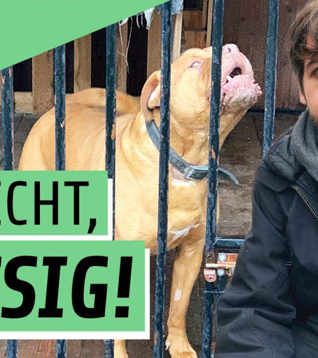 Hunde aus der Hölle - Letzte Chance Gnadenhof