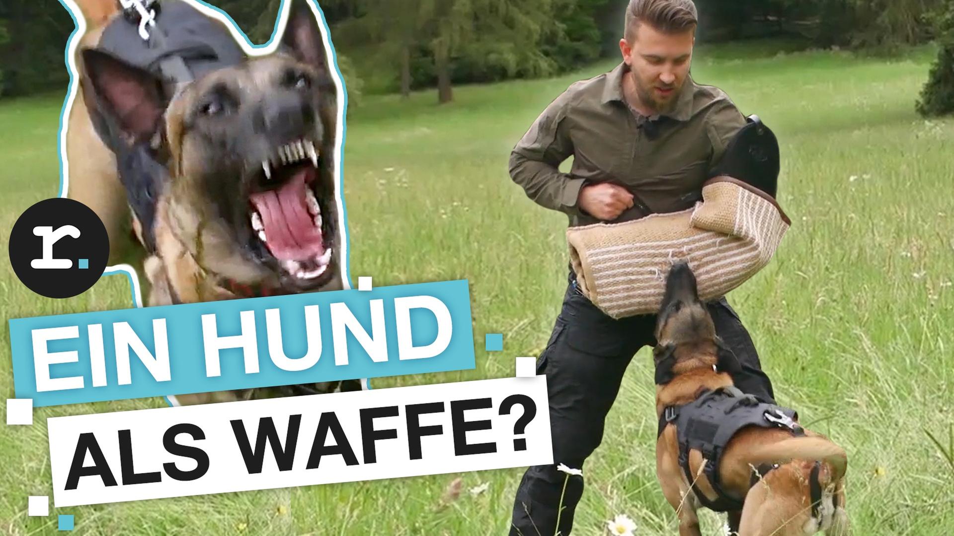 Hunde-Ausbildung wie beim Militär: Hobby oder gefährlicher Drill? - reporter