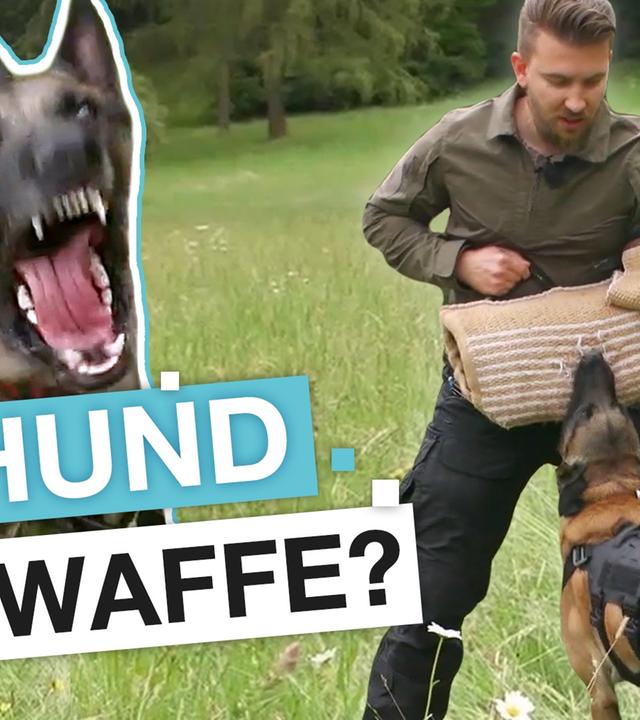 Hunde-Ausbildung wie beim Militär: Hobby oder gefährlicher Drill? - reporter