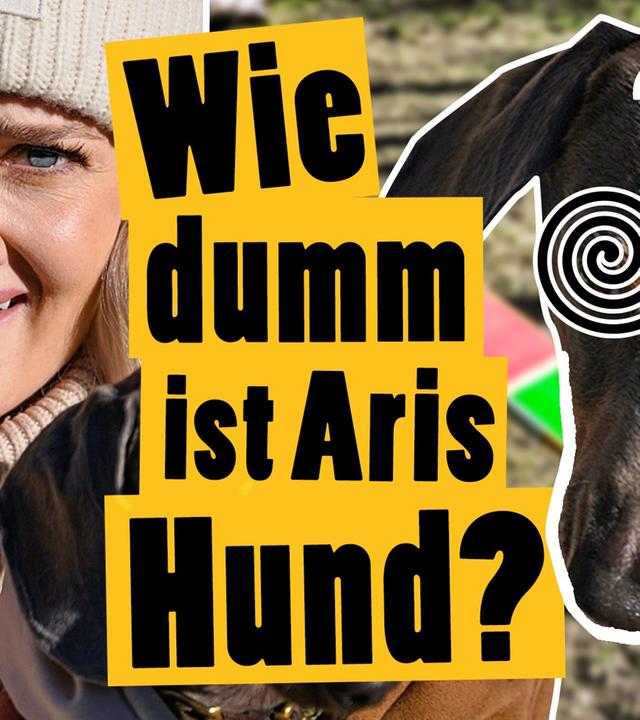 Hunde-Parcours: Schafft Aris Hund das? - Challenge -- Das schaffst du nie!