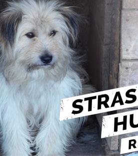 Hunde retten – Unterwegs mit Tierschützern