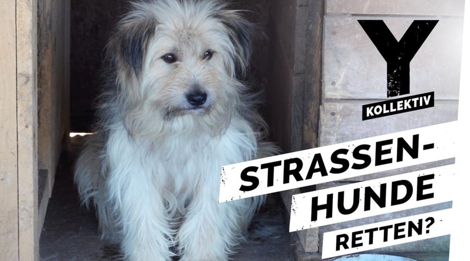 Hunde retten – Unterwegs mit Tierschützern