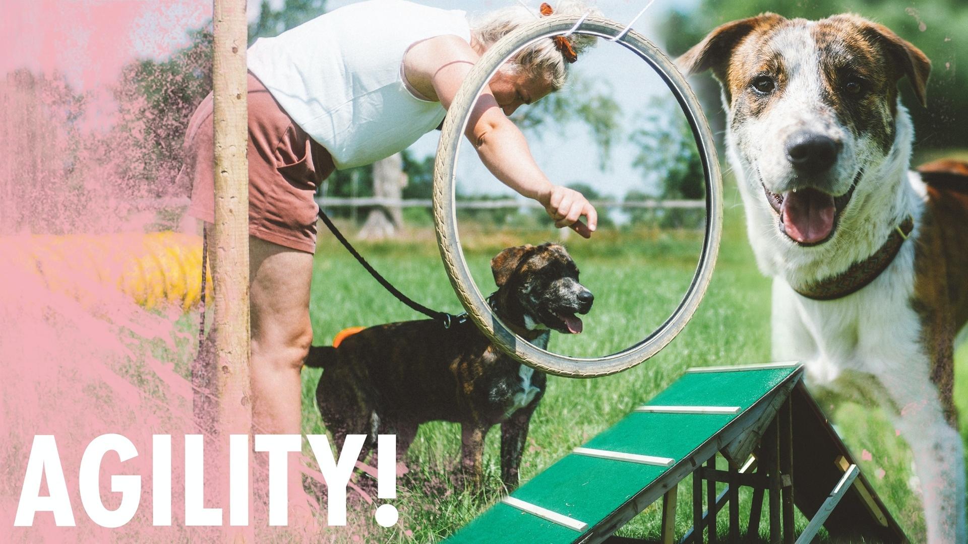 Hundeparkour ohne brennenden Reifen - Agility im Kliemannsland